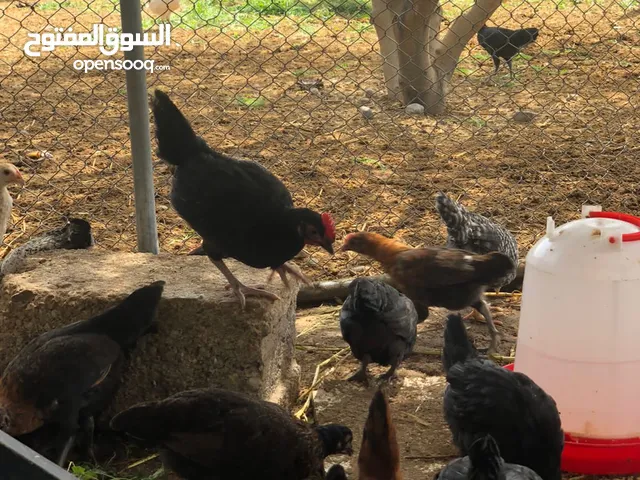دجاج عماني ممتاز للتربية و العلاج