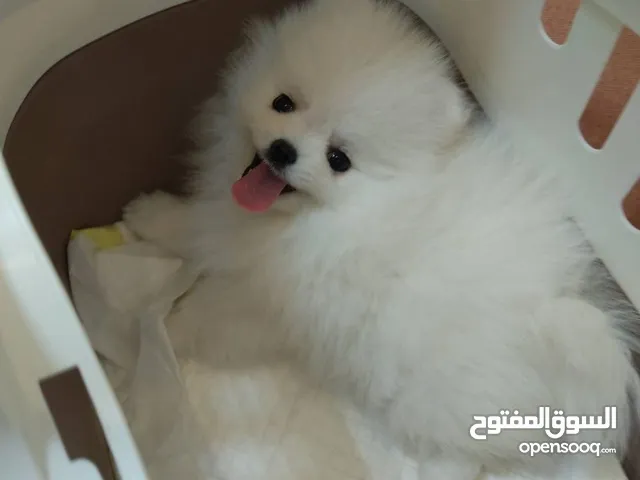جراء بوميرانيان للتبني