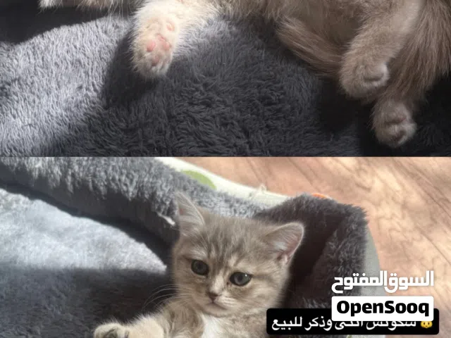 قطط سكوتش ....