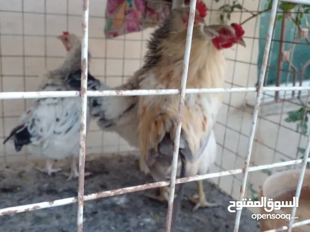 دجاج سايكس وبط للبيع بسعر مرتب