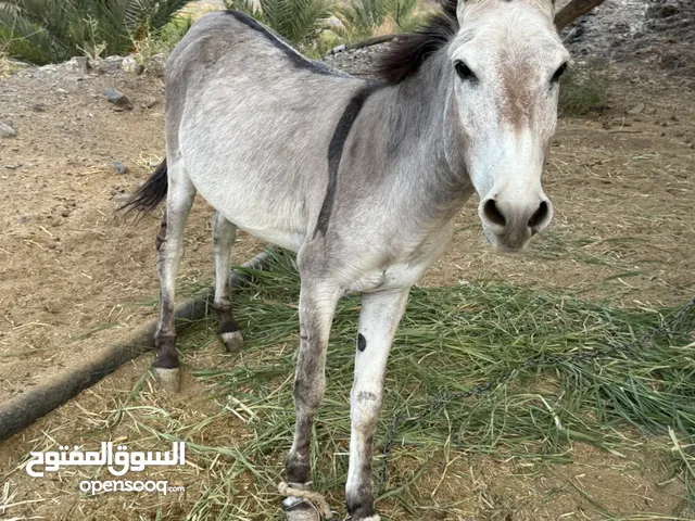 حمار للبيع