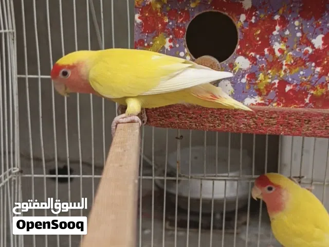 زوج غندوره روز