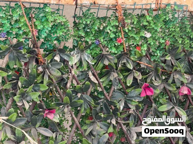 عصافير الزيبرا