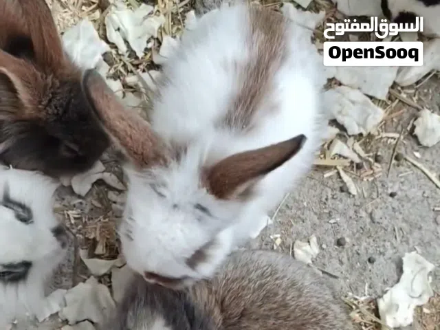 للبيع ارانب بحاله جيده جدا للتواصل واتساب وشكرا