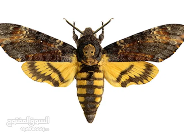 فراشة راس الموت للبيع