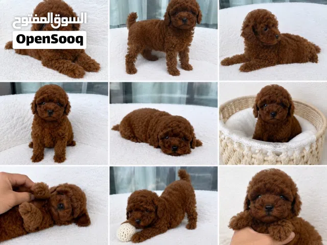 korean toy poodle T_cup