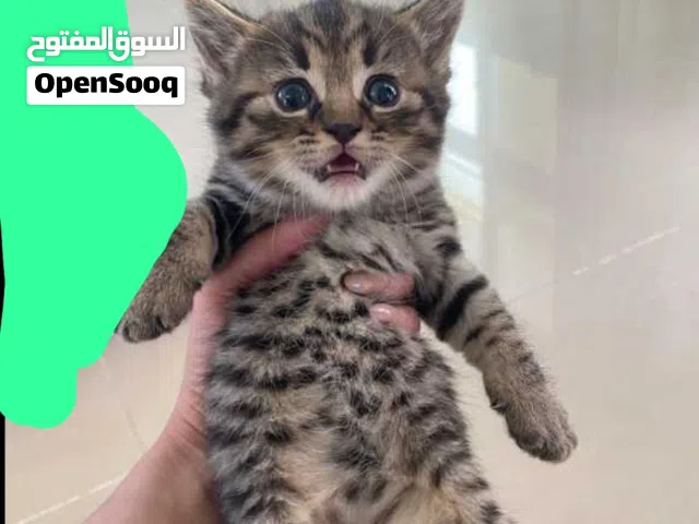 قطط صغيره من 1.5 الى 2 شهر