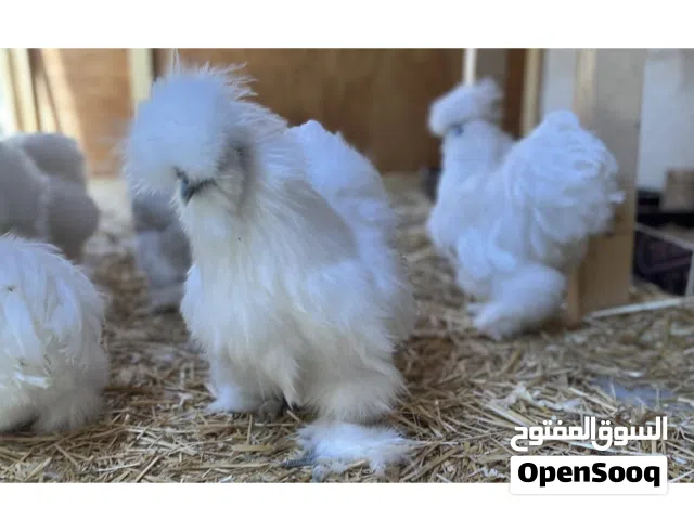 السلام عليكم محتاج دجاجه سلكي ابيض خط اول الي عنده لاقصر وسعر مناسب