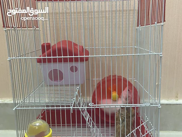 هامسترات ذكر و انثى