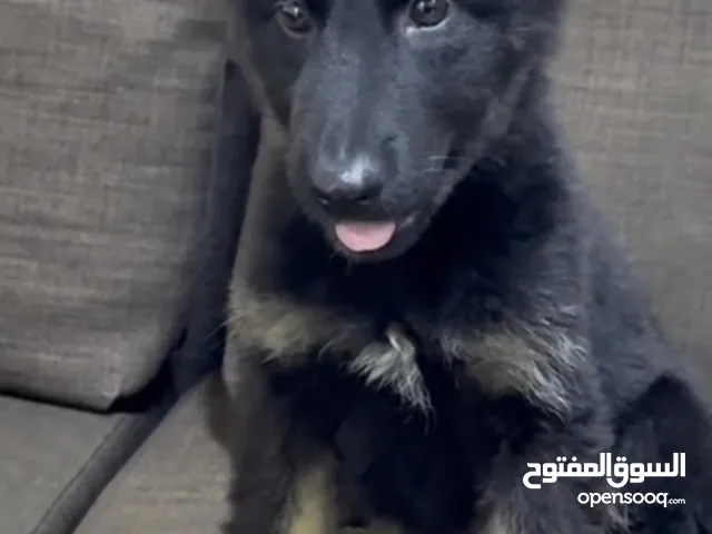 بلاك جاك (جيرمن)