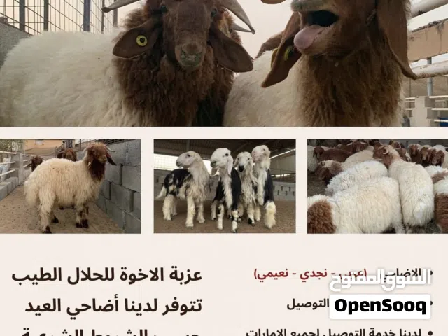 اضاحي العيد 2026