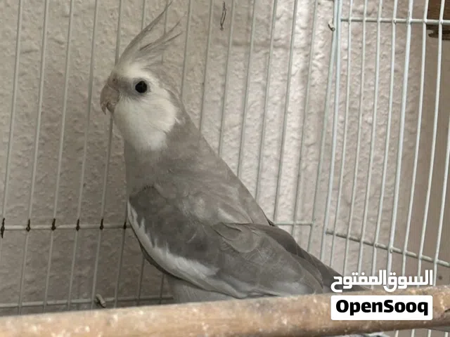 ذكرين كروان لايتنو ووايت فيس مغرده