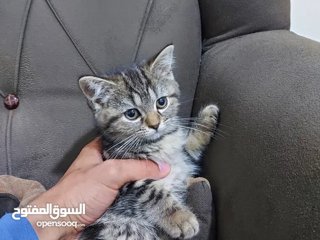قط للبيع بسعر رمزي