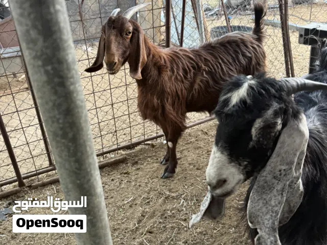 عنز ذبيحه فل الفل شحم  شرط نظيفه وطيبه وخاليه من الامراض ولابر