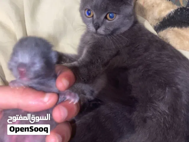 نتايه سكوتش فولد