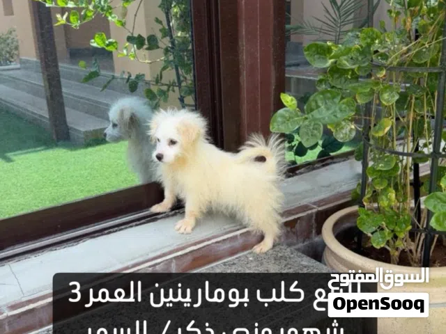1200 درهم لا غير