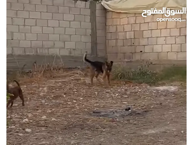 ذكر جيرمني شيبرد