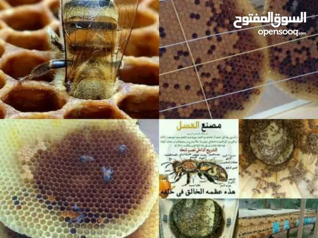 نحل بلدي سلاله نقية صافية عساله بخلايا اعواد وافرنجي ويوجد عسل طبيعي ويوجد خدمةالتوصيل على حسب الطلب