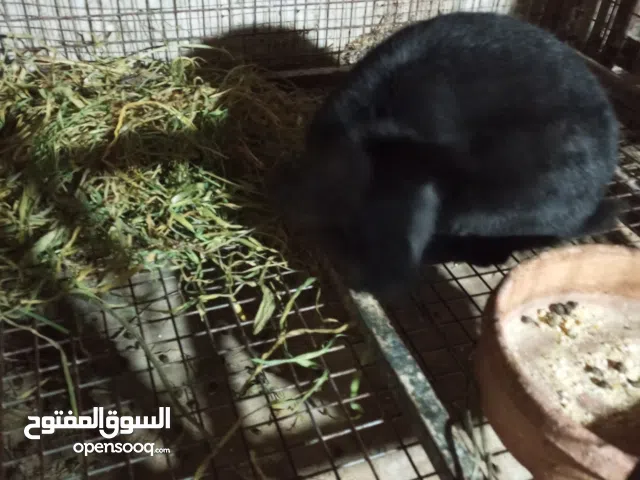 ارانب للبيع