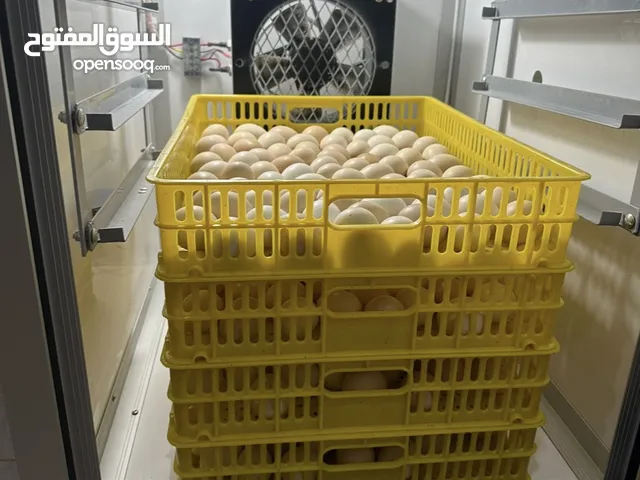 فقاسة بيض نوع البلدة صناعة عمانية
