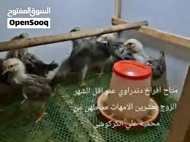 متاح افراخ دندراوي بسعر مناسب