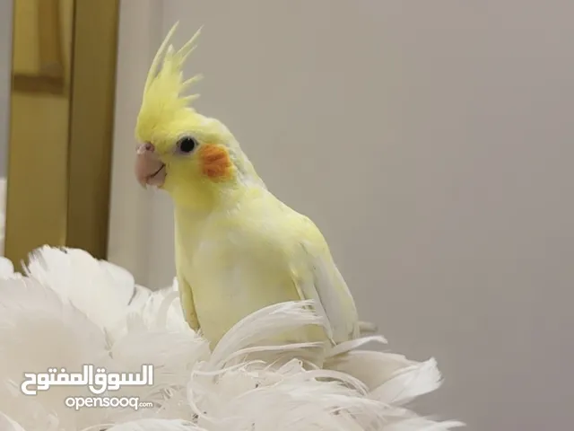 لاتينو وليف للبيع