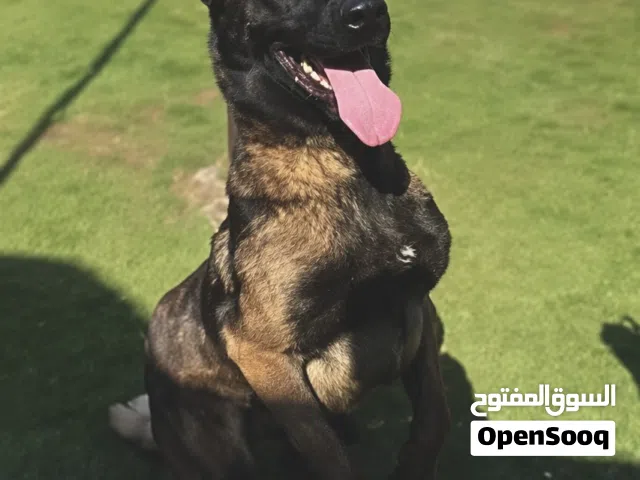 ذكر مالينوا
