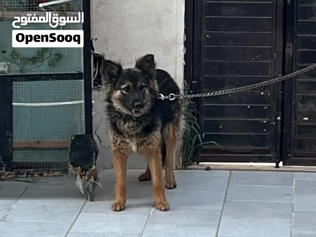 بوه كستم صافي وامه مجنس عليه لكستم