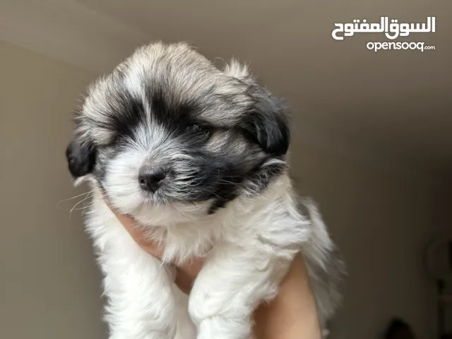 جراوي عمر 45 يوم مالتيز