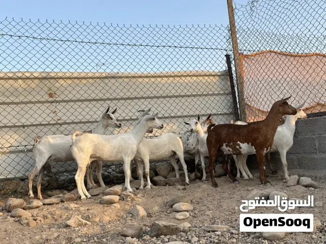 البيع اغنام صلالة ماشاءالله حلال جوده ويتوم 4 روس ع ولده ولدتين و5روس ماولدات