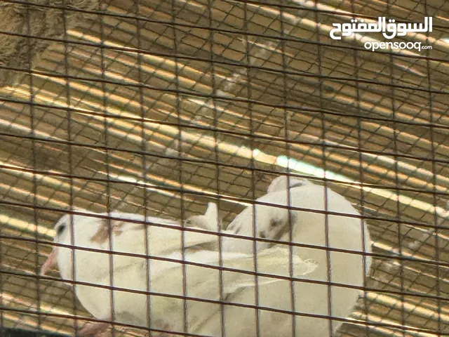 حمام تايلندي