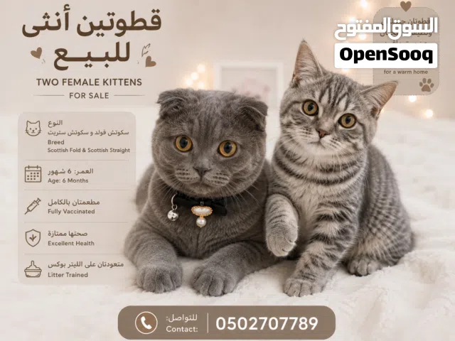 قطط للبيع قابل للتفاوض