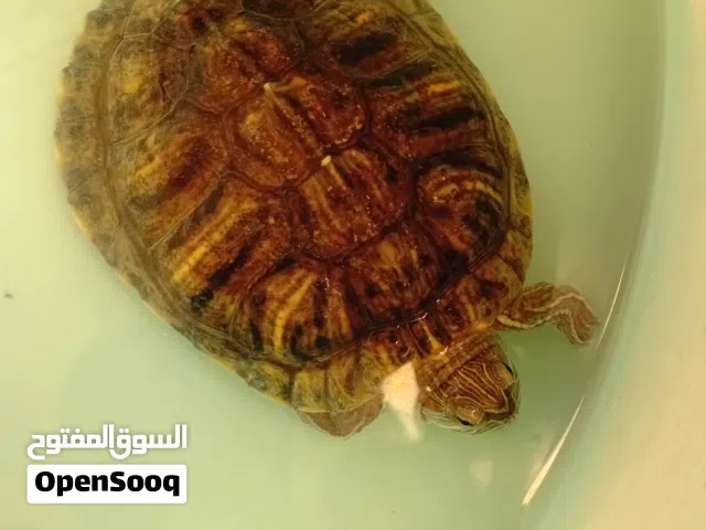 سلحفاه برمائيه للبيع اقرا الوصف