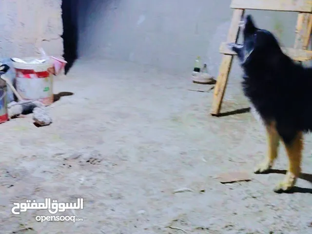 كلب جيرمن حراسه