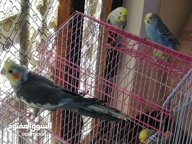 كوكتيل رصاصي زوج + طيور حب زوجين كلش حلوات وسعرهم مناسب شوف صورهم