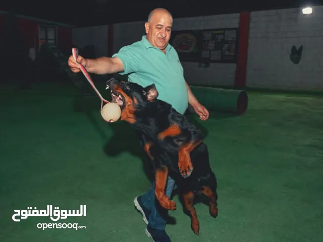 اكبر فندق للكلاب في الاردن
