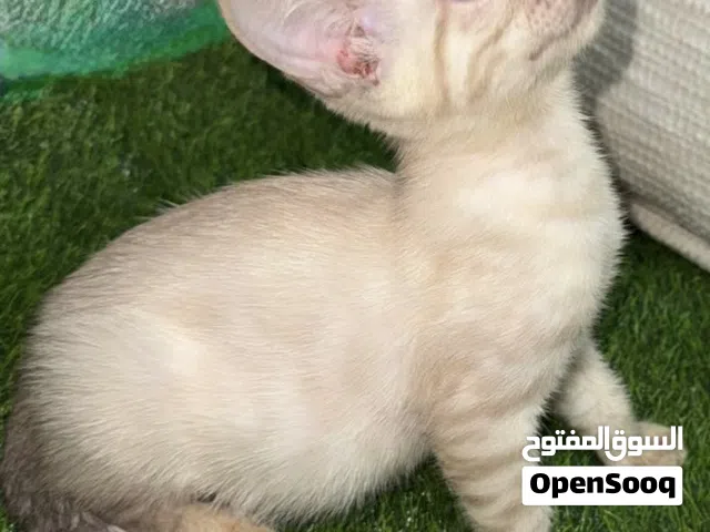 Purebred Bengal Snow lynx