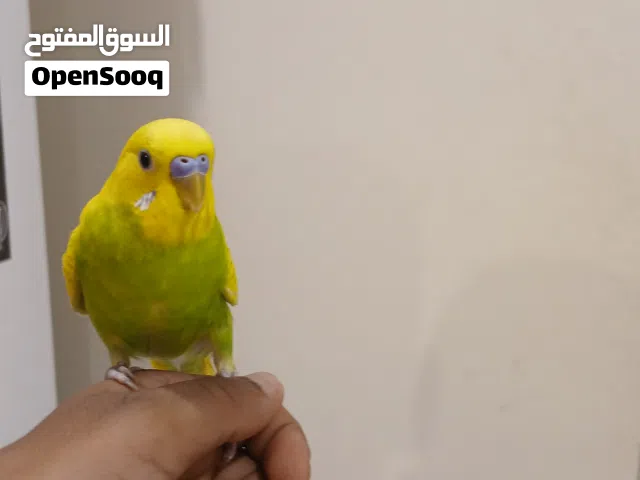 السلام عليكم  طير حب  لونة حلو