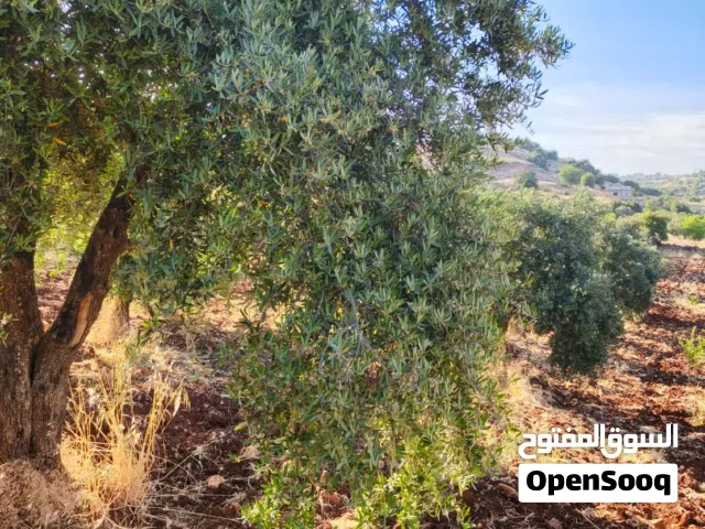 Farm Land for Sale in Ajloun Sakhra