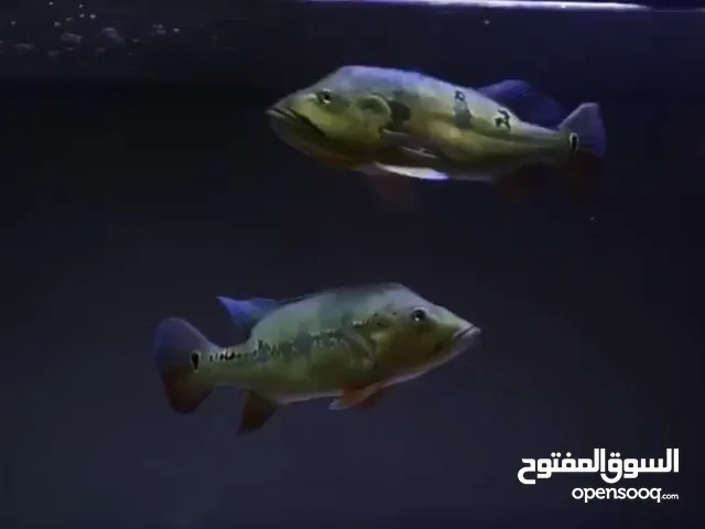 Peacock bass intermedia and Pinema fish