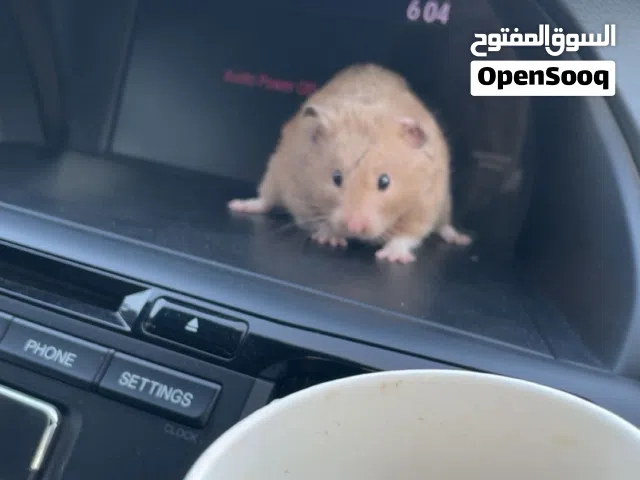 هامستر  ذكر