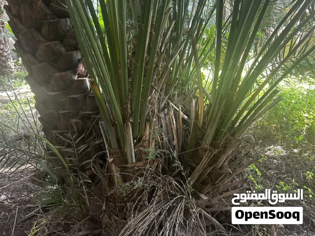 فسائل نعيم