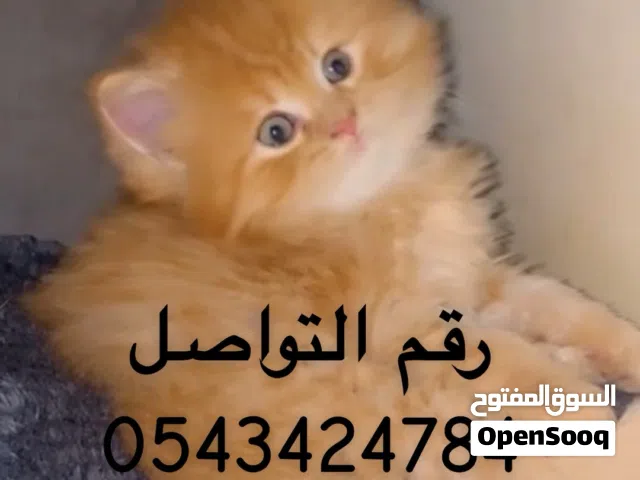 قط ذكر ..............