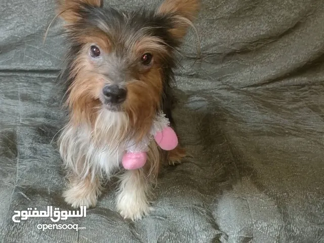 انثي يورك شاير