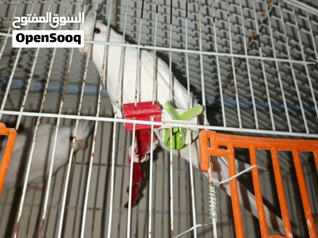 عصافير كوكتيل للبيع