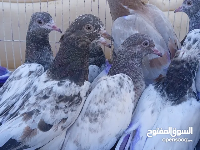 حمام باكستاني