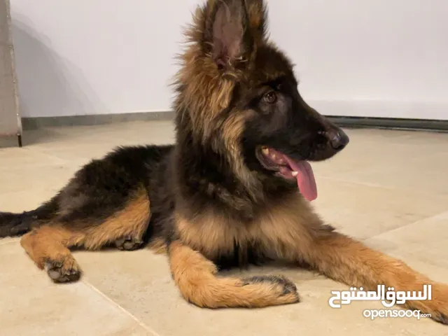 Germane shepherd