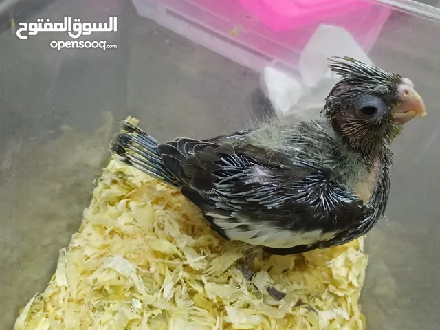 كوكتيلات فروخ ماشالله أحجام