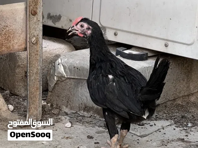 متاح 6 ديوجه عرب خط اول الوان مشكلة وحلوه عمرهم 3 اشهر ونص