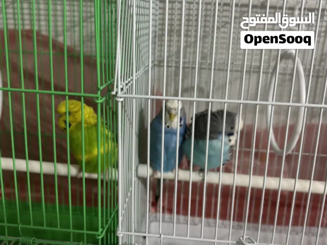 طيور هند ( 2 ) للبيع